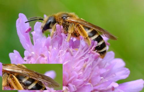 Réf. 343 375 : Halictus sexcinctus